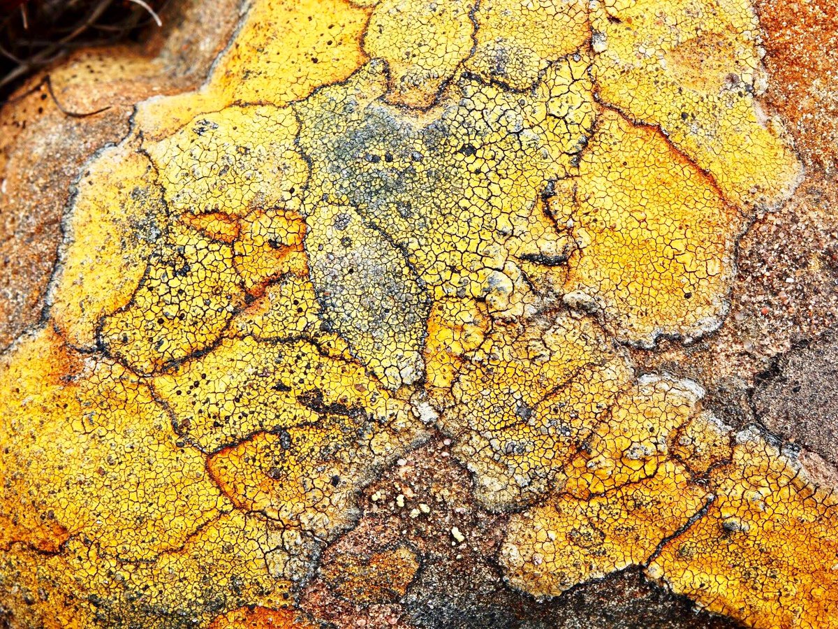 LakelandCamera's tweet photo. Selection of #lichens on the path to #Sandwood Bay in north west Scotland. @BLSlichens #lichen @wildscotland #lichenology #lichenometry https://t.co/R04PhlReK5
