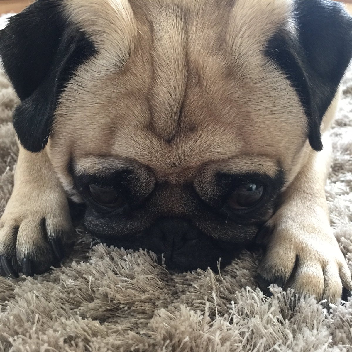 pixie_pug's tweet image. Cuteness in a picture ❤️ #cutie