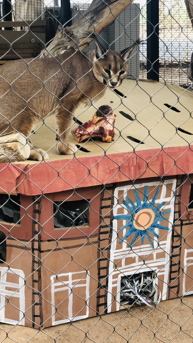 MayorGallego's tweet photo. Some days are just fun! One of the beloved inhabitants of the @PhoenixZoo, Cleo the Caracal, had her 14th birthday this week. We celebrated Cleo w/ a proclamation &amp; she even played in a replica of City Hall! Thanks to the wonderful staff at the PHX Zoo for all you do. https://t.co/8JA041nymm