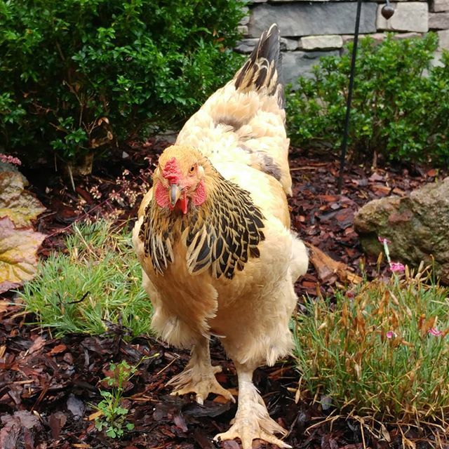 PamsBackyard's tweet photo. The rain today was enjoyed by everyone, especially the chickens. โ๐๐โ #pamsbackyardchickens #buffbrahma #brahmachicken #freerangehens #hensofinstagram #henstagram #backyardflock #raisingchickens #backyardchickens #instachicken #iheartmyhens https://t.co/RuwjxXV5m9 https://t.co/tkrAeSbvJT