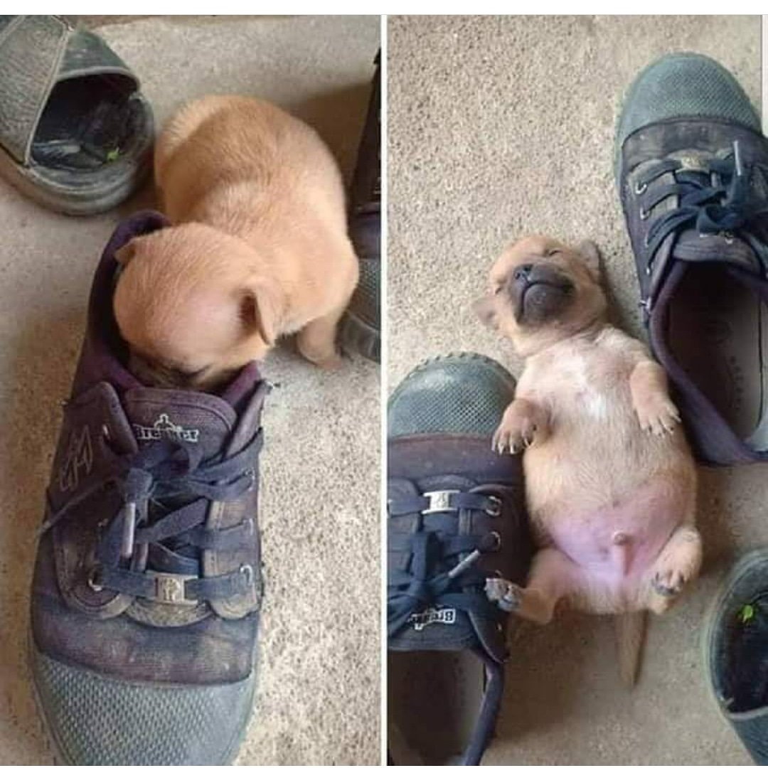 HumorPageBras's tweet photo. Ai ai ai que chulé
.
.
.
.
#Piadas24Horas #Chule #InstaDog #DogSofInsta #Dog #Cachorro #PubliHumor #BoaTarde #TBT #DevolvaNossoFuturo #Love #Tetra #GossipGirl #Amor #Floquinho #Cachorrinho #LGBT #Mercosul #ZapZap #QuartaDetremuraSDV https://t.co/j3TCUISDOU