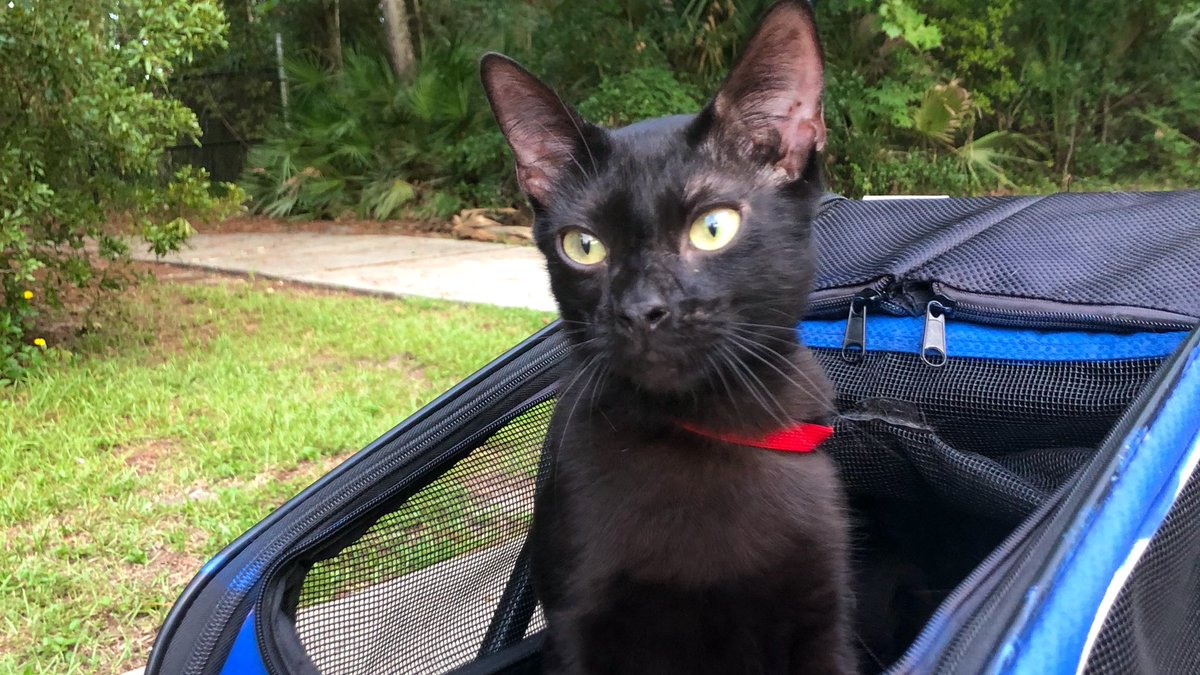 AmbassadorAries's tweet photo. I really do like traveling in style at the park, so I can see as much as possible. ๐ฆ๐ฆ๐๐ฆ๐ถ #CatsOfTwitter #cats_of_world #cat #blackcatsrule #park #strollerride #AdoptDontShop #rescuecat https://t.co/MEtjMjTbHW