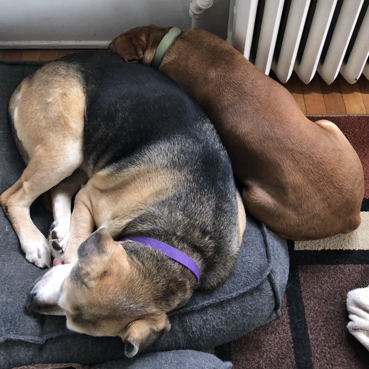 Lance Ball tweet media