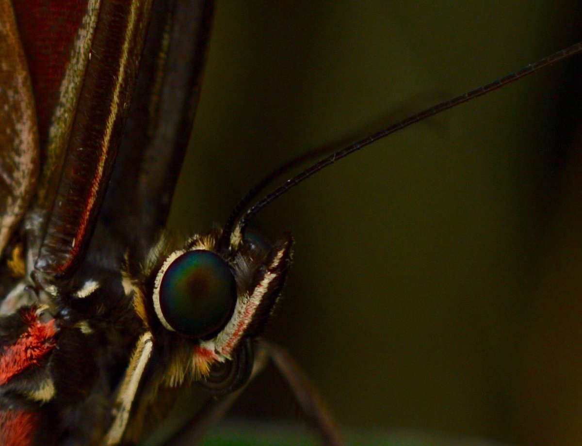 I went and took photos for the first time in ages and if I’m honest I’m pleased with how it went. #butterflies #LoveIsland #macrophotography