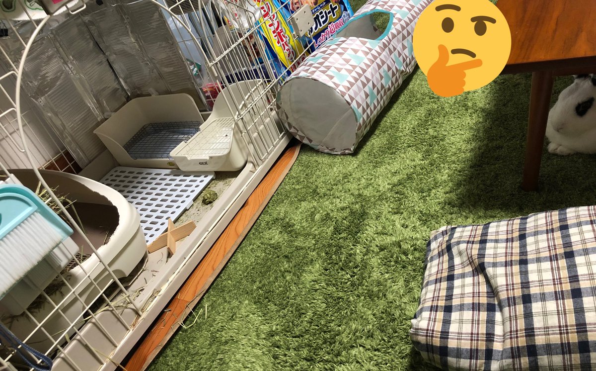 ケージをぱっと見た私(あれ?こたろうおらんな……) 