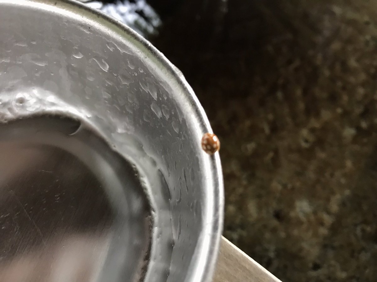 三浦半島散歩多摩 てんとう虫 テントウムシ 幸運 吉兆 神奈川県 柄杓 手水舎 神社 参拝前に手を清めようとしたら柄杓にてんとう虫が なにか良いことが起こる前触れだったら良いな