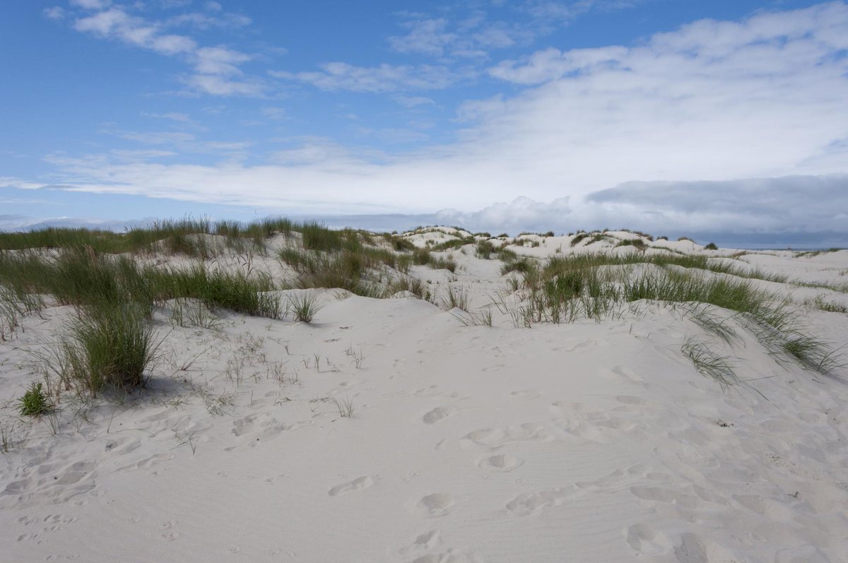 #iavs2019 mid-conference excursion to the sand dunes and salt marshes of #Spiekeroog island