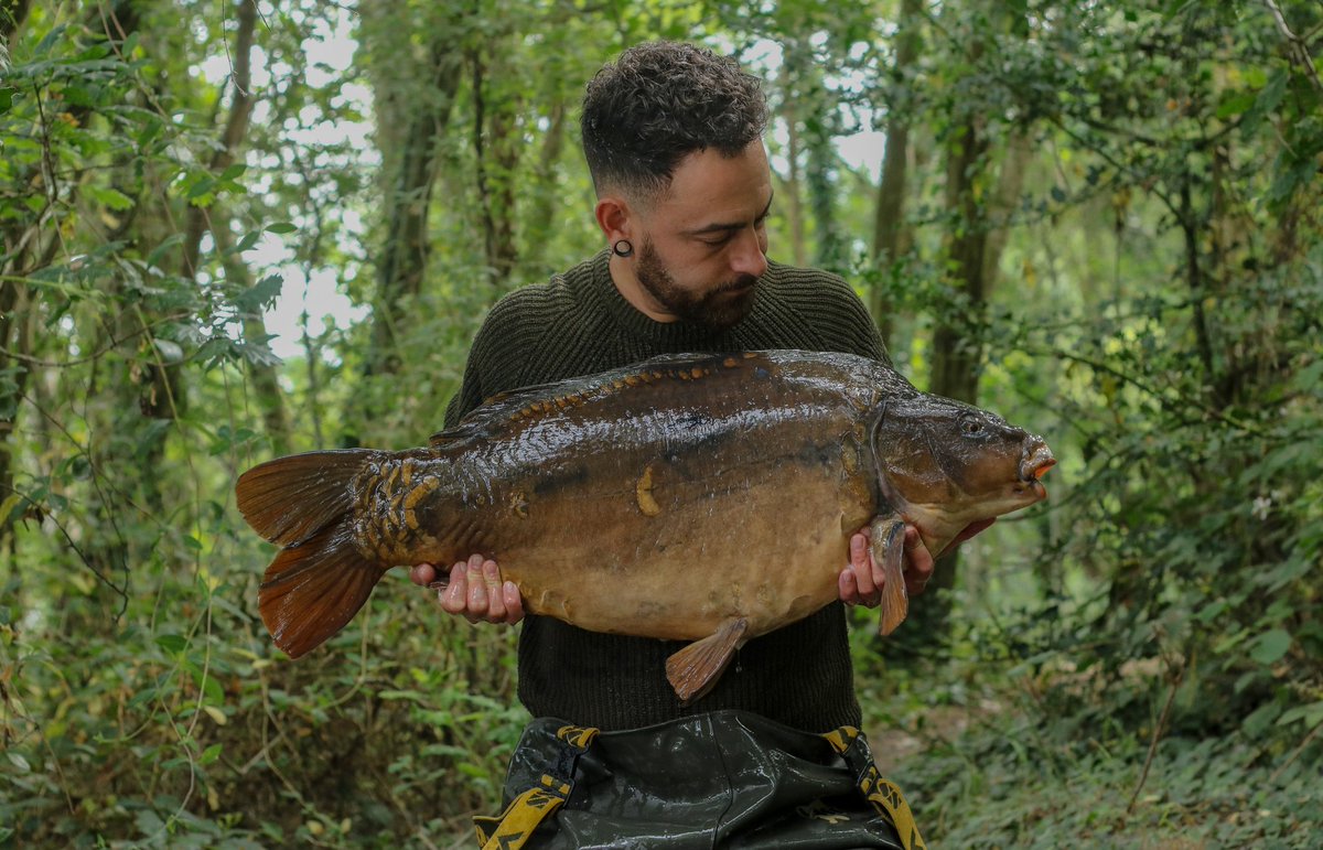 This <a href="/sandhurstlake/">Sandhurstlake</a> brute put up a great account of itself, after introducing some @trent_baits Freshwater Shrimp 🦐 onto a clear area amongst the fronds of weed it wasn't long before the rod ramped off. 👊🏻