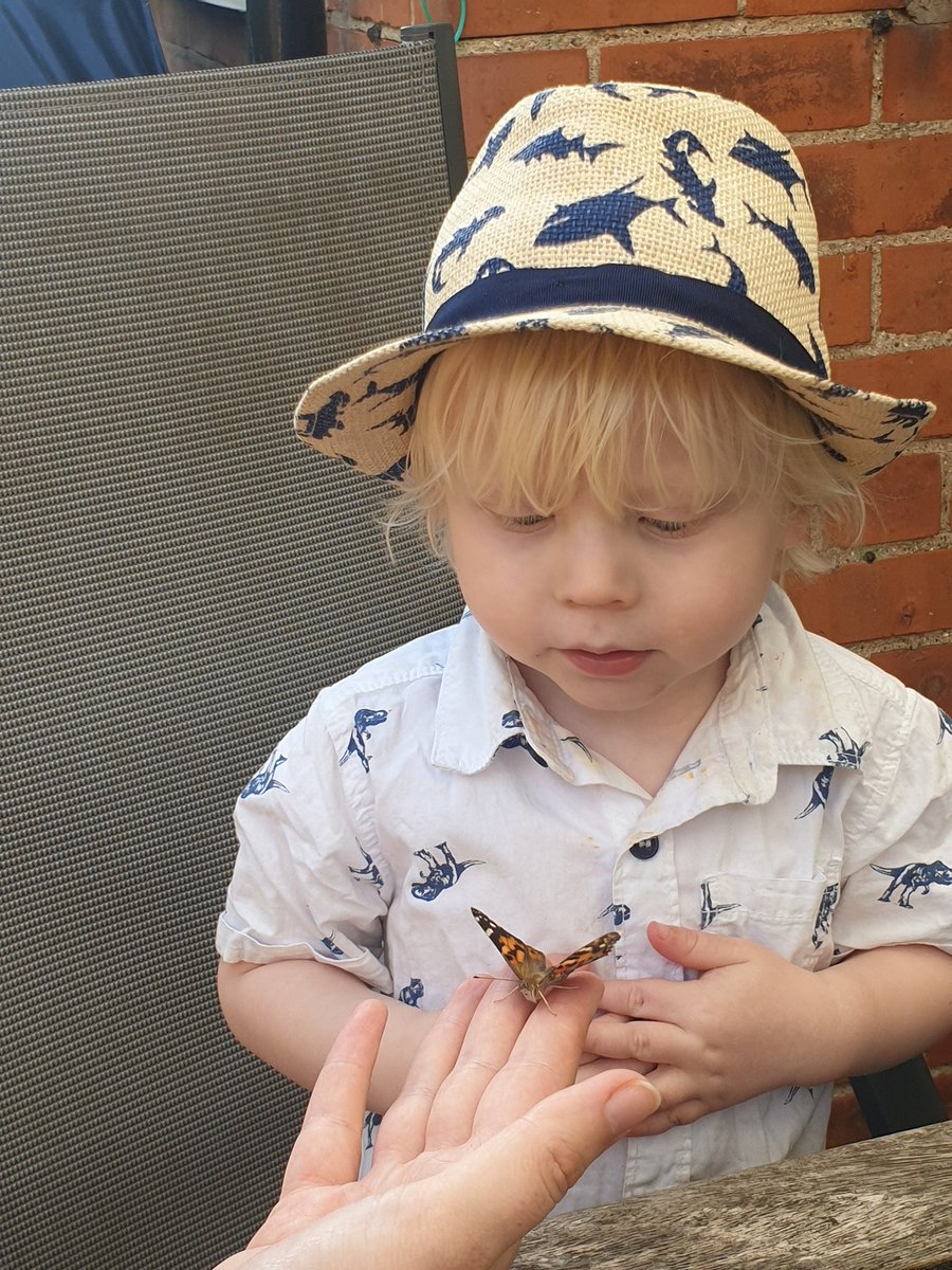 ZoeMonty22's tweet photo. @30DaysWild We are continuing #30dayswild and have just released our Painted lady butterflies which we had from tiny caterpillars. It's been amazing watch their transformation with my little boy ๐๐๐ฆ #insectloreuk #insectlore #365dayswild https://t.co/PAqBsfoUnV