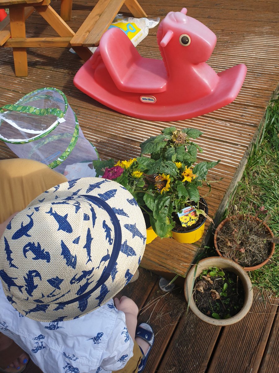 ZoeMonty22's tweet photo. @30DaysWild We are continuing #30dayswild and have just released our Painted lady butterflies which we had from tiny caterpillars. It's been amazing watch their transformation with my little boy ๐๐๐ฆ #insectloreuk #insectlore #365dayswild https://t.co/PAqBsfoUnV