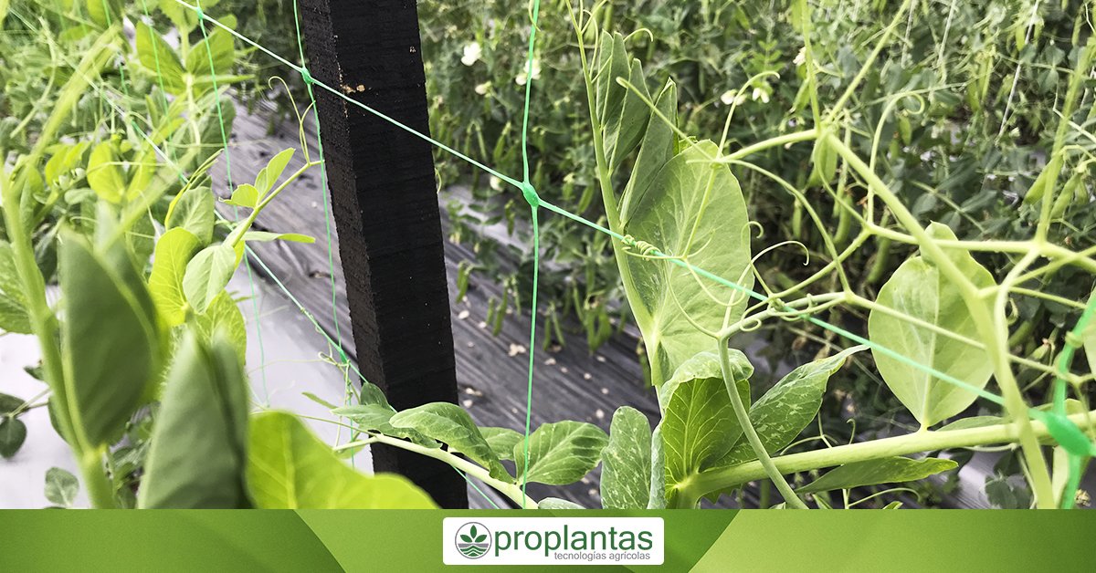 Proplantas tweet media