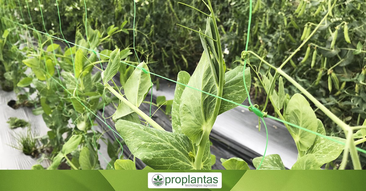 Proplantas tweet media