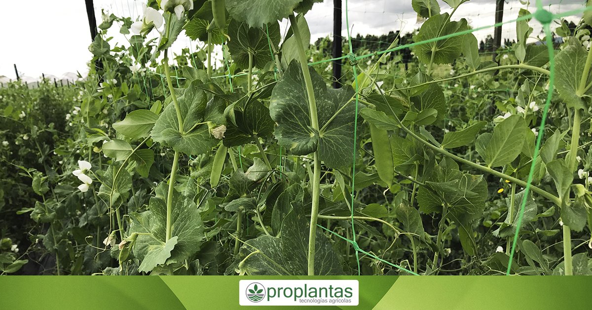 Proplantas tweet media