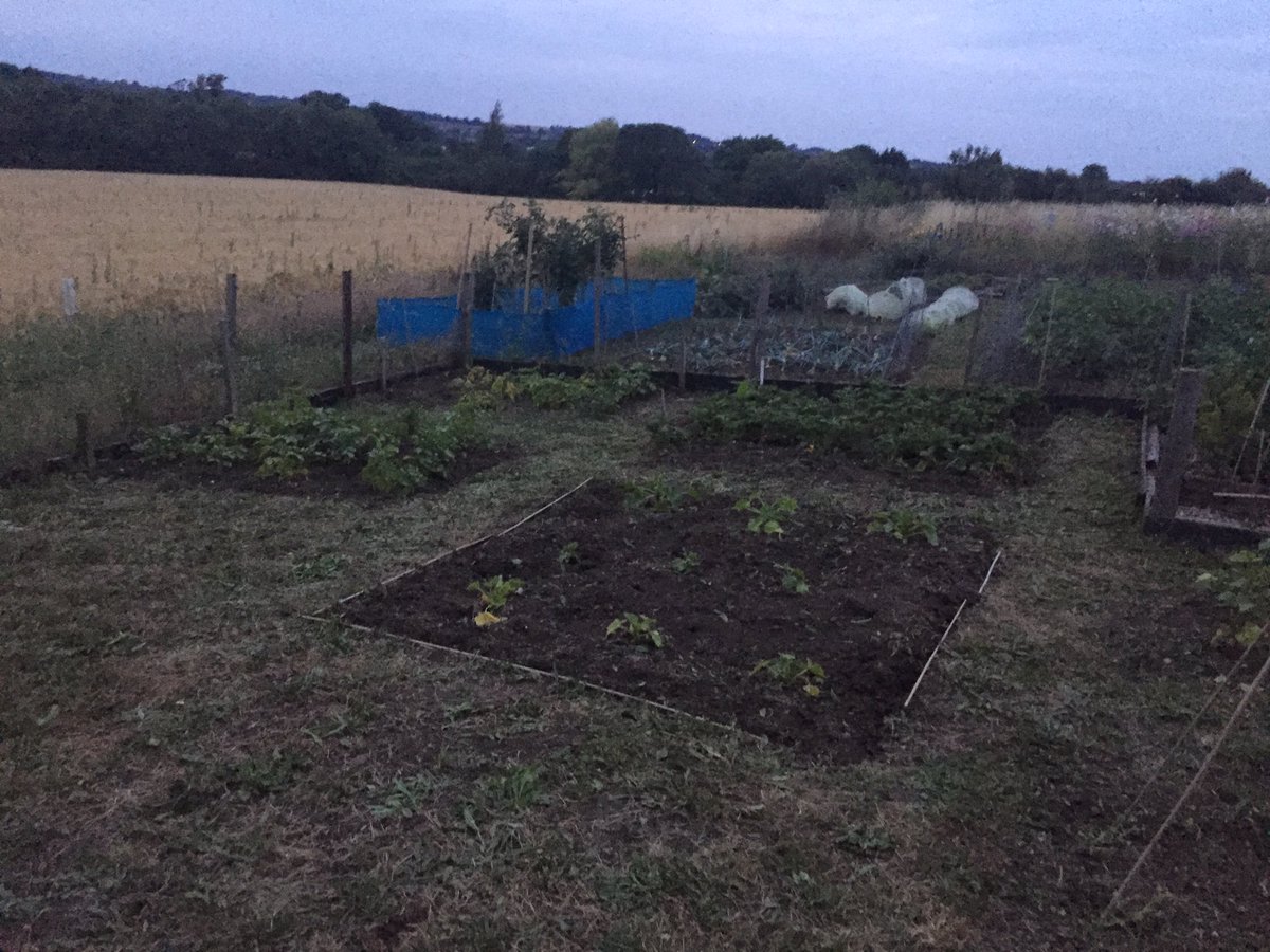 DrAllanJepson's tweet photo. First crop of salad potatoes from the #allotment #babyones #cuteness #miniones #zerofoodmiles #winning https://t.co/FLdneUzD0T