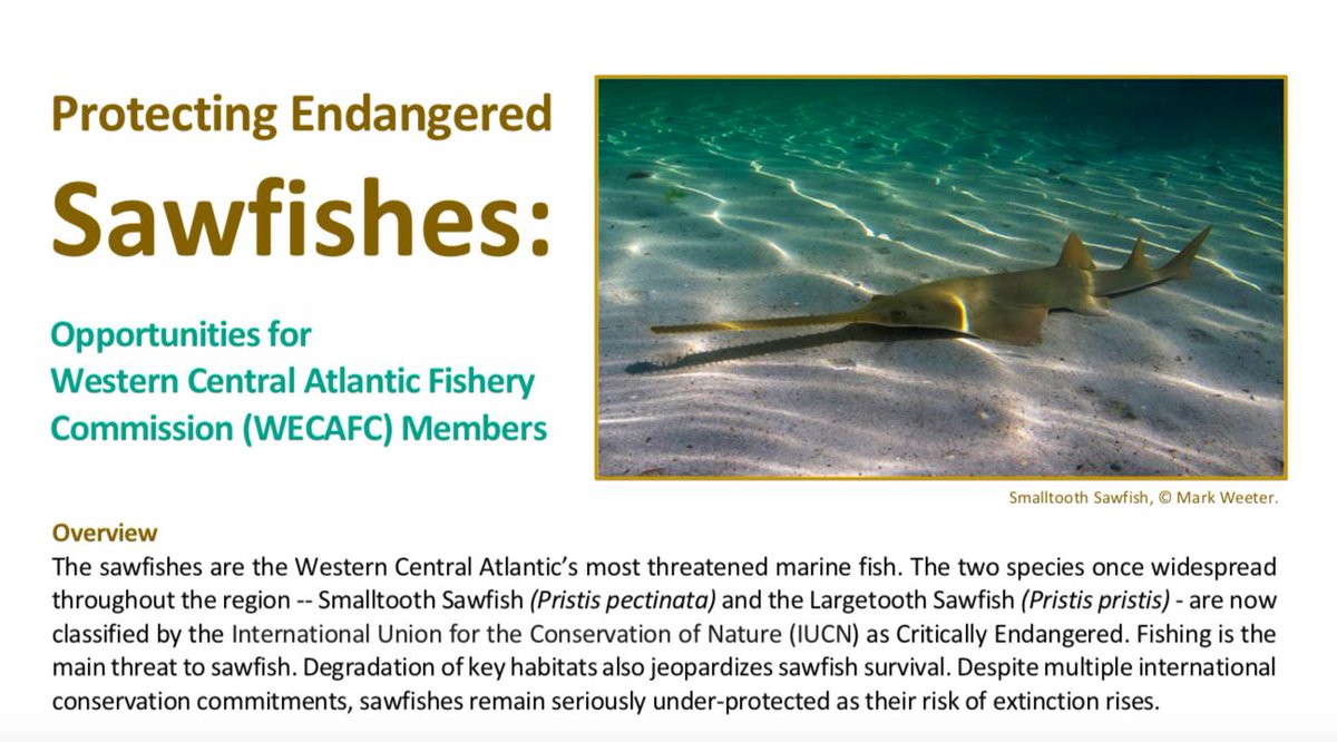 SharkAdvocates's tweet photo. Grateful for the opportunity to participate in this week's #WECAFC meeting with @OlgaKoubrak and discuss ways to protect Critically Endangered #sawfishes with Western Atlantic and Caribbean government representatives. See our new regional factsheet here:  https://t.co/kh0B4bruuR https://t.co/h7k7InJ36N