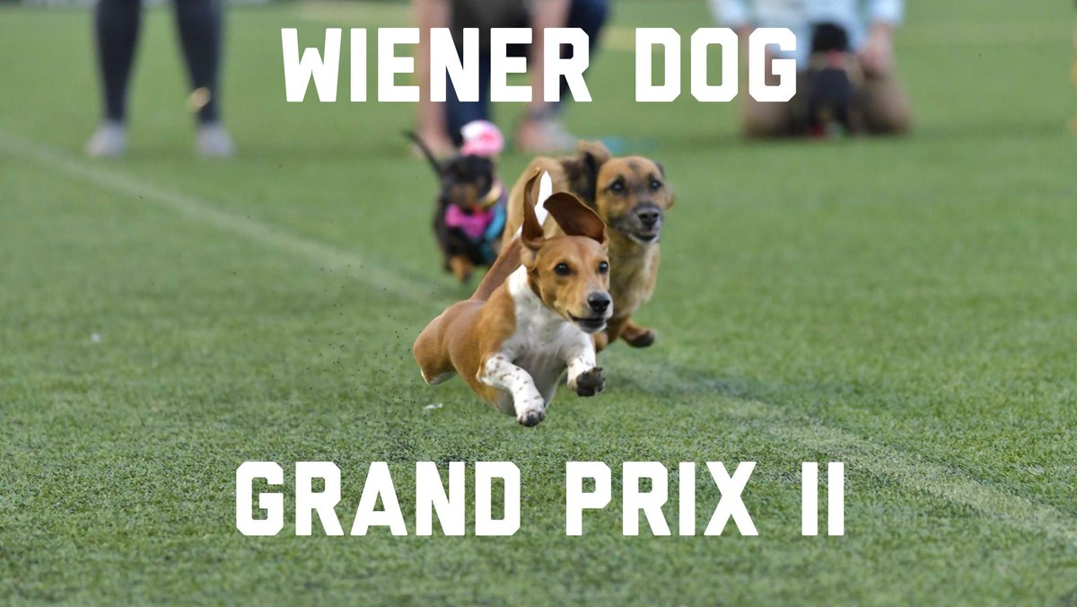 ForwardMSNFC's tweet image. The Wiener Dog Grand Prix is BACK! It's German Heritage Night 🇩🇪presented by @EssenMadison on Sat. July 27th - and your wiener dog can be the next big racing celebrity!

Get your ticket &amp;amp; register HERE: groupmatics.events/event/GermanDa…