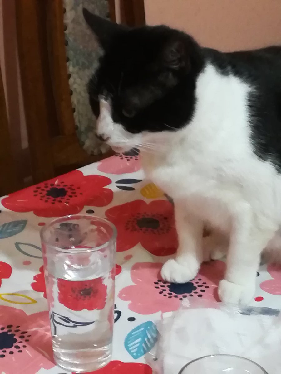 SnoopyRossental's tweet photo. Dejar un vaso de agua en la mesa es una invitación para las srtas. #AbiLuli y #Nerri 😁😋🐱 https://t.co/vUrMKy8rTb