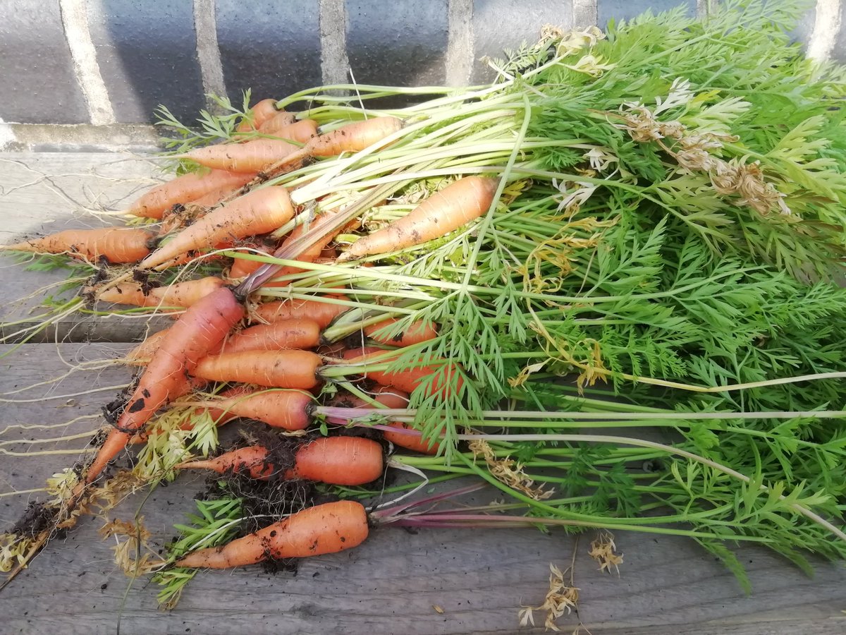 EYadVENTURErs's tweet photo. It's carrot picking time! @HeronClass @F2Norbridge #growyourown #eyfs #gardeninginschool https://t.co/k6w2A6axw9