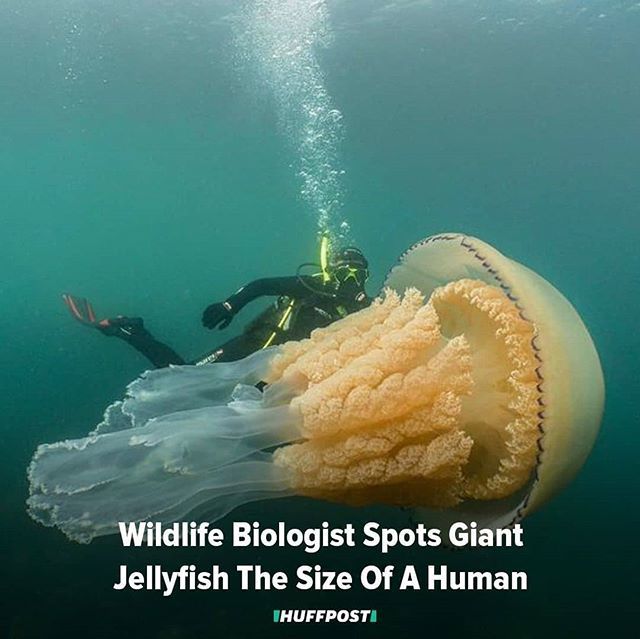 officialcflas's tweet photo. Amazing!

#Repost @huffpost
• • • • •
Avid #scuba divers — prepare to get a little jelly. On Saturday, Lizzie Daly, a broadcaster and biologist, and Dan Abbott, an #underwater cameraman, spotted something truly remarkable while #scubadiving off the coast of Cornwall, Eng… https://t.co/vaw3Ts5EaN