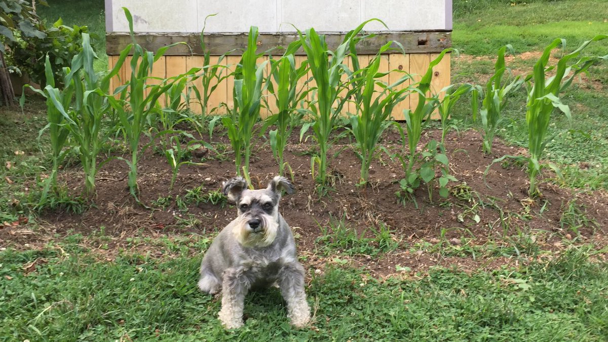 247razz's tweet photo. Me and Tucker’s late corn patch. Planted late but I think it has time to make it. 🌽🌽🌽🐶🌽🌽🌽 https://t.co/pyGCEp2BjH