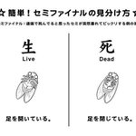 今年もこの季節がやってきた!セミファイナルの見分け方を再確認しよう!