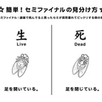 今年もこの季節がやってきた!セミファイナルの見分け方を再確認しよう!