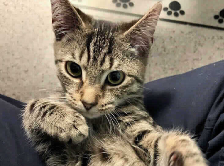RSPCAFriernB's tweet photo. Leo is looking for love! https://t.co/yKeanVnnqL https://t.co/ALV0Fm8bnh