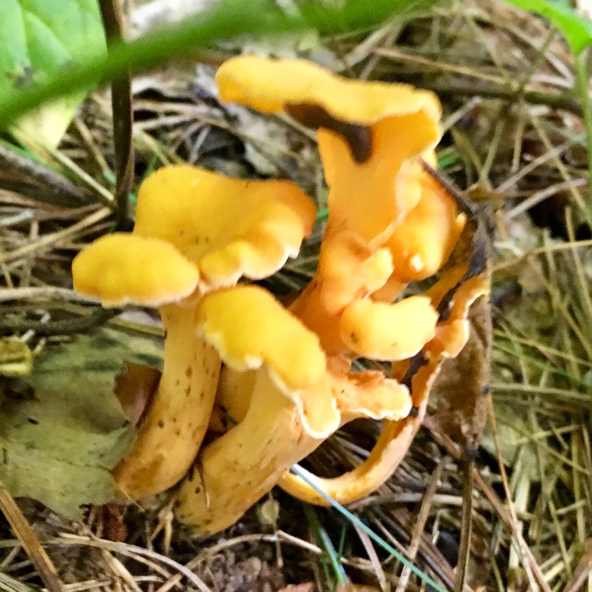 keepwaynewild's tweet photo. After our Summer Bioblitz we’ve broken 700 species in our #WayneNationalForest Marietta Unit @inaturalist project and our volunteers still have more to add! #keepwaynewild https://t.co/X2858jdcy7