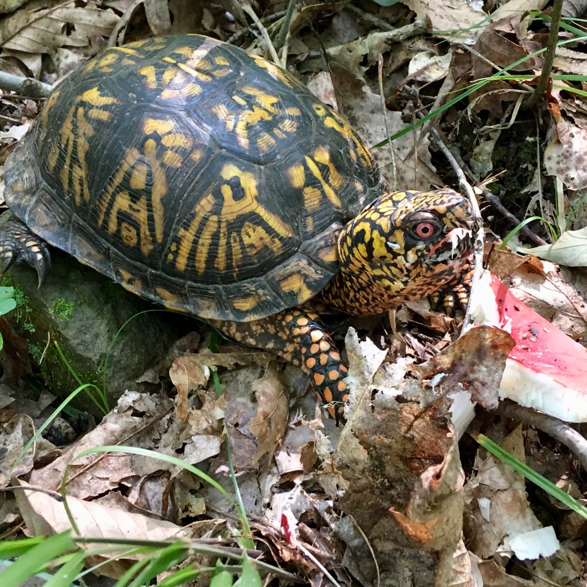 keepwaynewild's tweet photo. After our Summer Bioblitz we’ve broken 700 species in our #WayneNationalForest Marietta Unit @inaturalist project and our volunteers still have more to add! #keepwaynewild https://t.co/X2858jdcy7