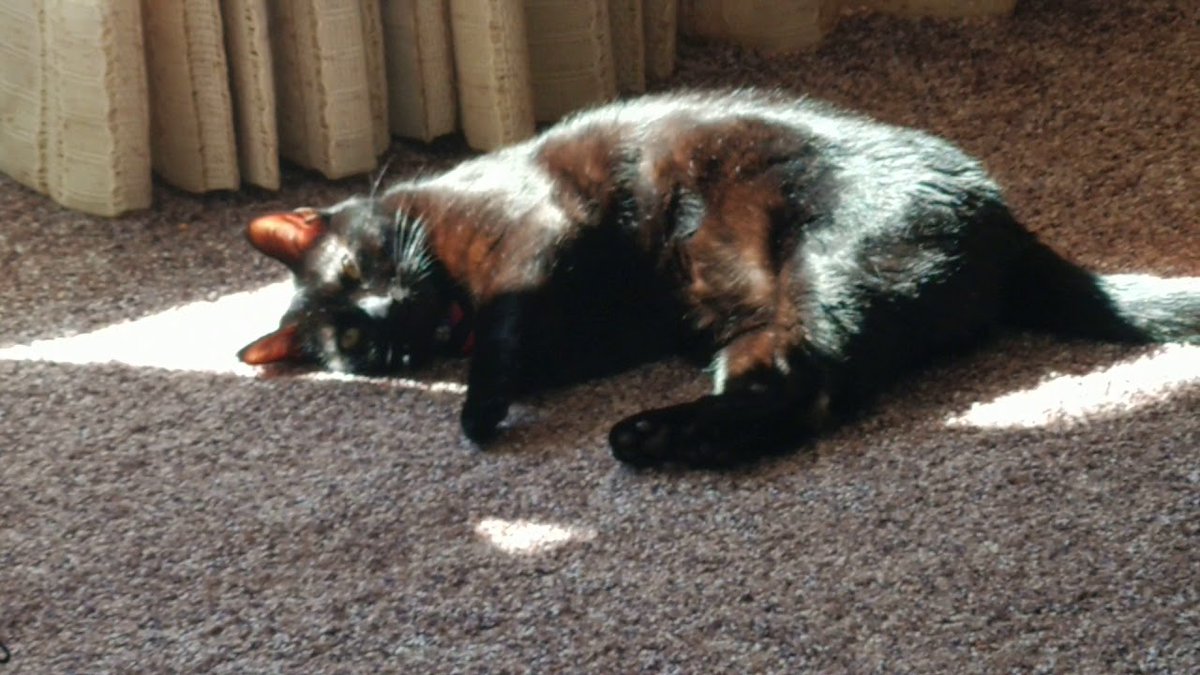 CatFoodBreath's tweet photo. Mocha Jamocha was trapped in a sun patch for most of the afternoon, and never made it back to the #TourDeCouch course after lunch. MJ has withdrawn from the #Tour. #LeTour #SunHazard #TooFarToTheCouch #ZZZZ #SoftCarpet https://t.co/owyrirhKas