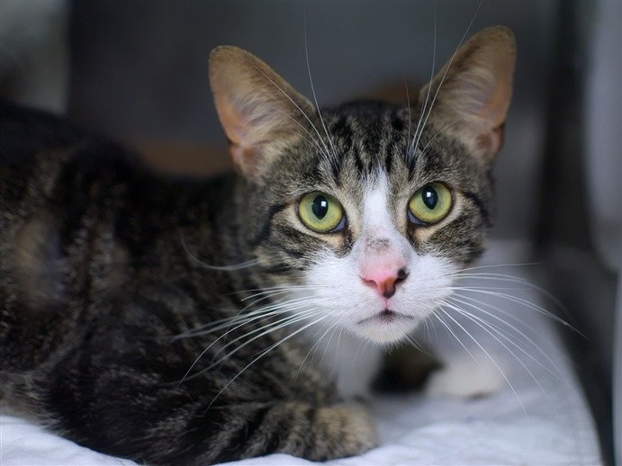 Maree71439592's tweet photo. https://t.co/LRN2U5Mgne 
https://t.co/DcNKSrr5A3 
(FIREFLY)
>NOT Reserved<
Gorgeous Young Boy 
Loving Too
On TBD List
Before/His Hold
Fell Through
Now He's Facing
DEATH Again
SAVE FIREFLY
TBD 7/18/19😿
Adopt/Foster/Pledge
Killing at12PM
#NYC
Fostering>FREE
https://t.co/WXPQkxw1RJ https://t.co/rPJWTy2Uij