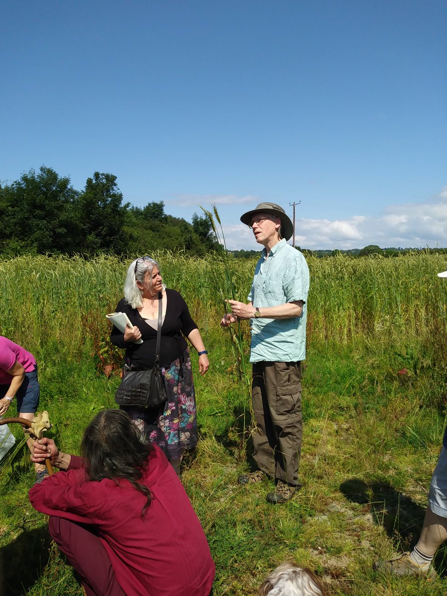 FelinGanol Watermill (@felinganol) on Twitter photo Walking the Hen Gymro wheat crop with the farm manager @NTLlanerchaeron and <a href="/WelshGrain/">Welsh Grain Forum</a> members. Over 5ft high and a delight to see. It's clear why this landrace clung onto cultivation here until 1930s..longer than any other landrace in the British Isles. Walking the Hen Gymro wheat crop with the farm manager @NTLlanerchaeron and <a href="/WelshGrain/">Welsh Grain Forum</a> members. Over 5ft high and a delight to see. It's clear why this landrace clung onto cultivation here until 1930s..longer than any other landrace in the British Isles.