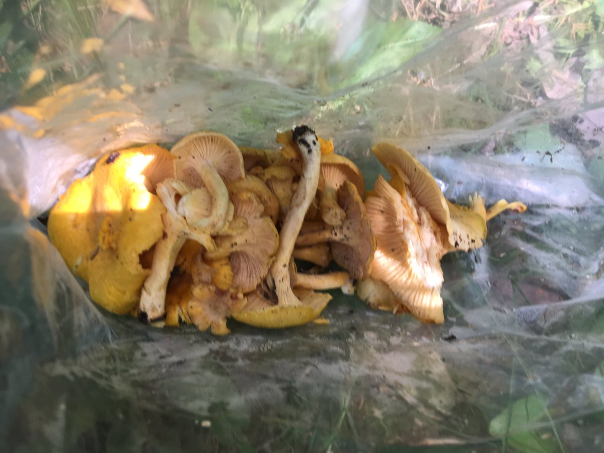 Bag of chanterelles #lankaulab #ForestWomen #forestresearch #Allerton