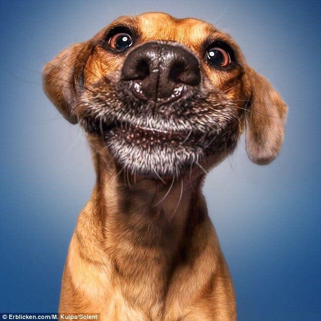 YappyPet's tweet photo. YAPPY #Dogwalking #DogBoarding #PetVisits #RabbitBoarding
Bespoke service with very reasonable rates.
Fully insured
Disclosure Scotland clear
East Renfrewshire Council registered
Genuine animal lovers
0141 644 2069 https://t.co/7mZoPu2IL6