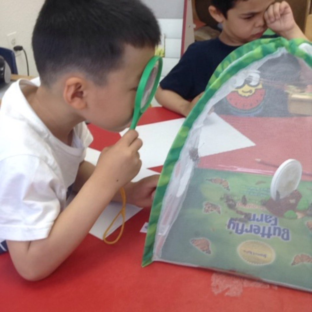 IvyPrepELA's tweet photo. Observing the classroom #Butterflies https://t.co/FoGpyN322d