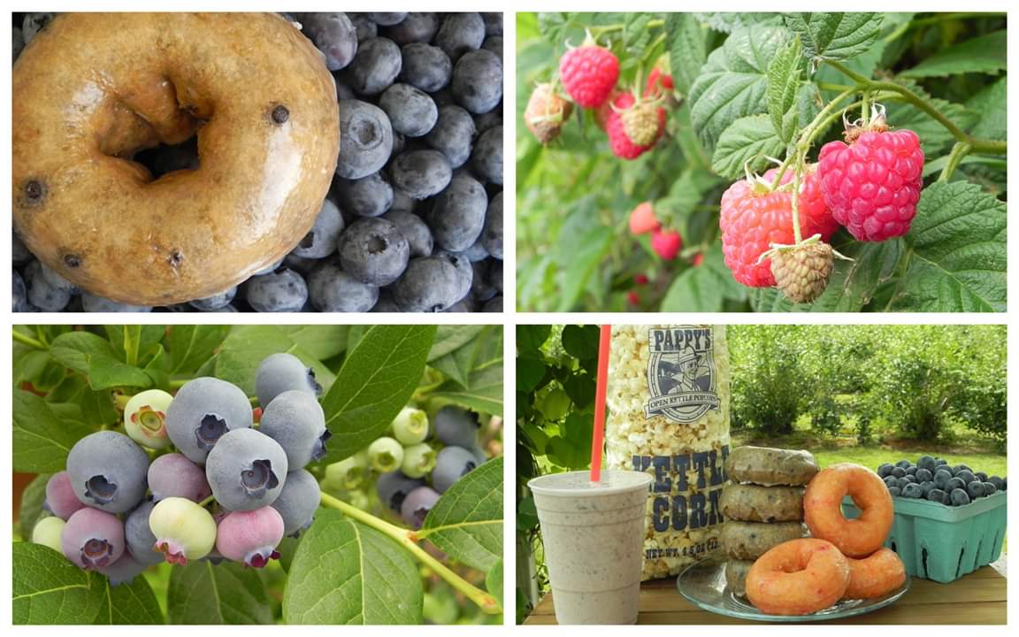 libbyupicks's tweet photo. Opening Day!!! Open Sat 7/20 &amp; Sun 7/21 from 7a-12p #blueberrypicking #livemusic #libbyupicks https://t.co/JwJVXvr3eQ
