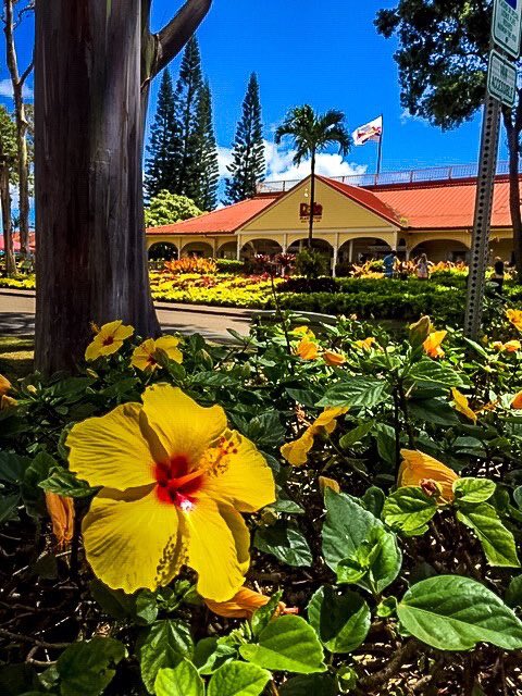 letsgettothepo2's tweet photo. Visiting the Dole Plantation was a vacation bucket list item for our Hawaii trip!! #hawaii, #oahu, #honolulu, #dole, #doleplantation, #pineapple, #family, #travel, #familytravel, #adventure, #letsgettothepoint https://t.co/Imy797wLOV