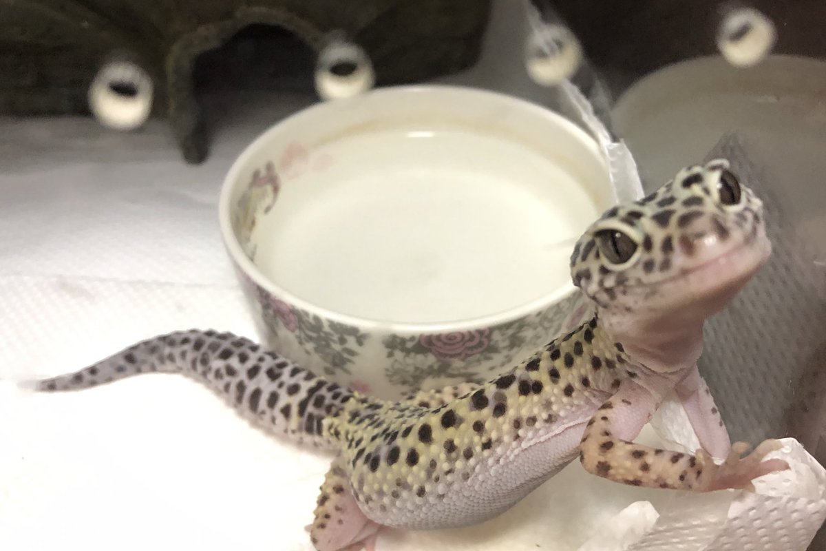 s_ensicauda's tweet photo. オスメスそれぞれの餌おねだり仕草
⸜(* ॑꒳ ॑*  )⸝⋆*❣️ https://t.co/q3bsTPK1za