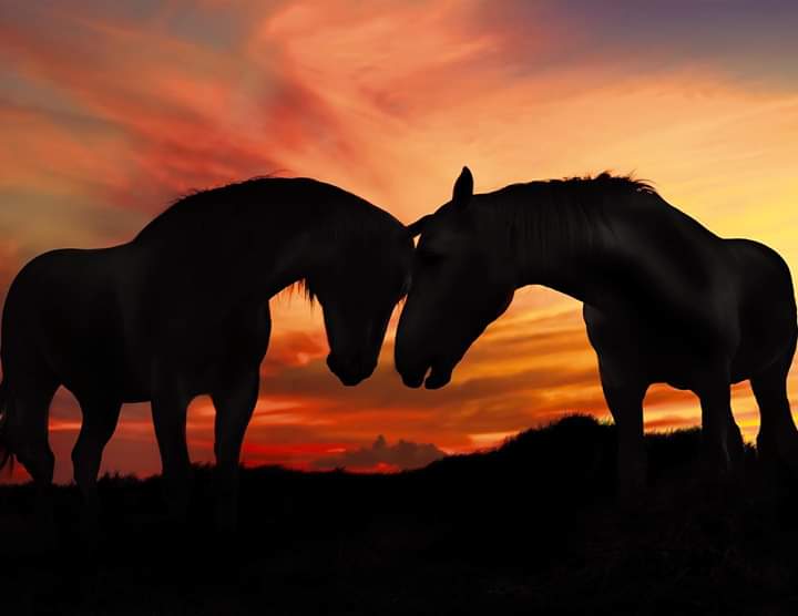 pepe_soho's tweet photo. Un dia fotografiando, cayó el atardecer y el cielo explotó en colores, desesperado buscaba alguna silueta y vi a esta pareja, me tiré en el suelo para tener un buen ángulo y como siempre estás criaturas divinas me dieron este regalote 😍, !abrazos! 😀¡comparte con amigos! https://t.co/tVrKwa4n17