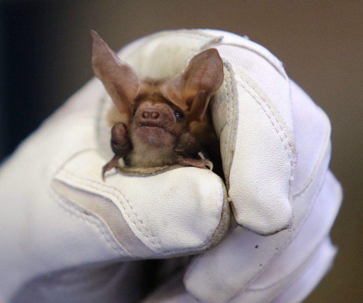 SMCLibraries's tweet photo. Fill your #SummerLearningChallenge2019 log and join @norcalbats to learn about the habitats, behavior, and lifespans of rescued creatures! Wondering if Nor Cal bats will be visiting your community library? Check out our events listing today. https://t.co/LgM67zgEQS https://t.co/cPdK1BbvN0
