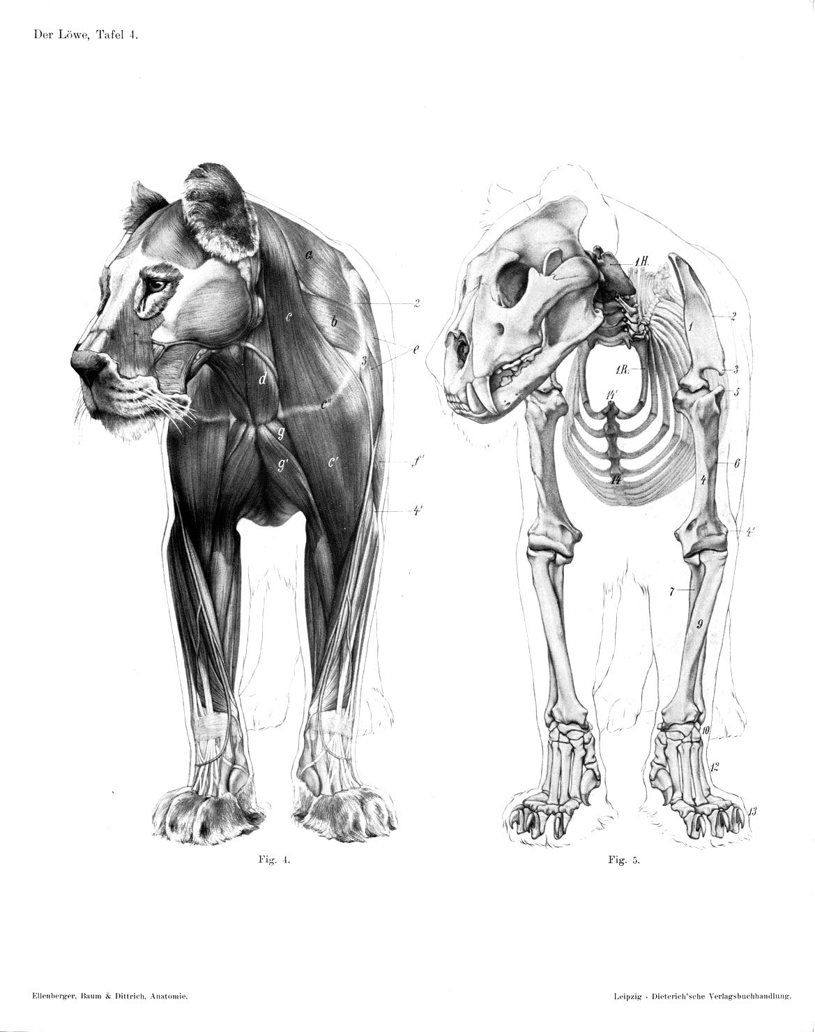 伊豆の美術解剖学者 エレンベルガー 芸術家のための動物解剖学 日本語版の制作に関わってます 三枚目は元になった解剖体の写真 ドレスデン獣医学校のアーカイブ Dresden Von Der Koniglichen Kunstakademie Zur Hochschule Fur Bildende Kunste 1990