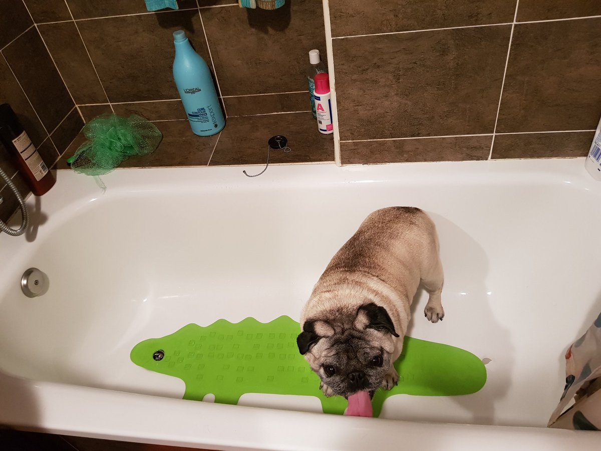 Lucas_Pug's tweet photo. @akkitwts Just before to take a bath https://t.co/JFuDWFaM4p