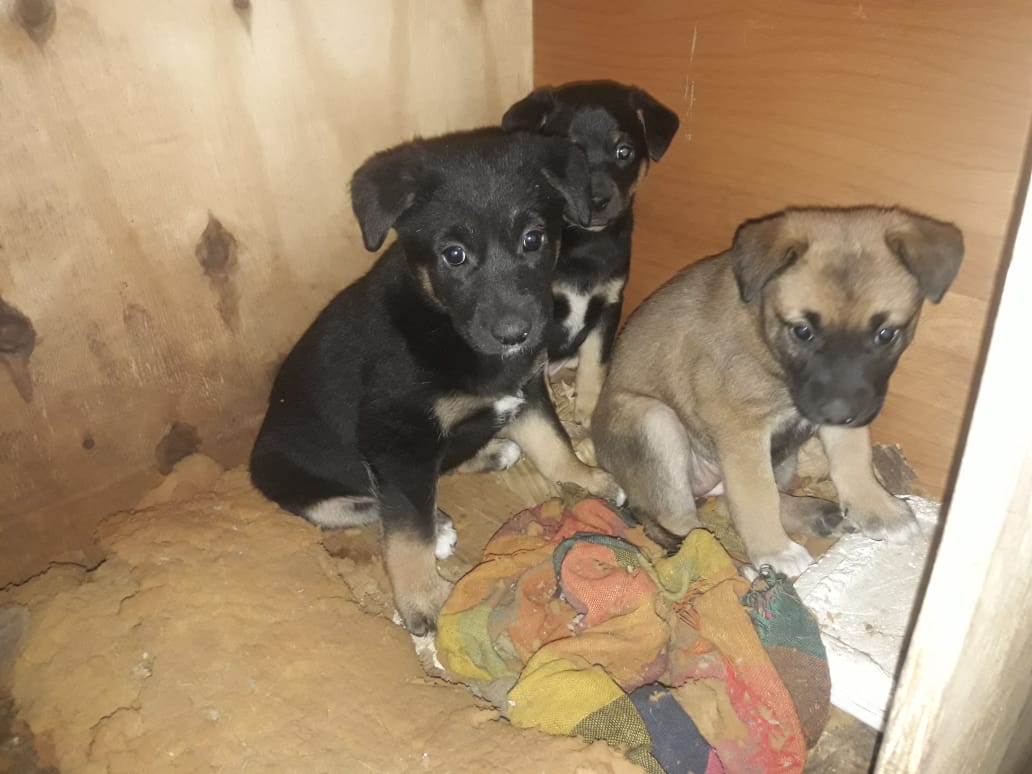 Bien, todos usamos las redes para, en un gran porcentaje,  boludear . Ahora los necesito, ayúdenme por favor a encontrarle casa a estos bebos. Son de Ramos Mejía, zona Oeste. Si no tenes idea de quién los puede querer no importa. Con un RT, te juro que me ayudas, grácias!