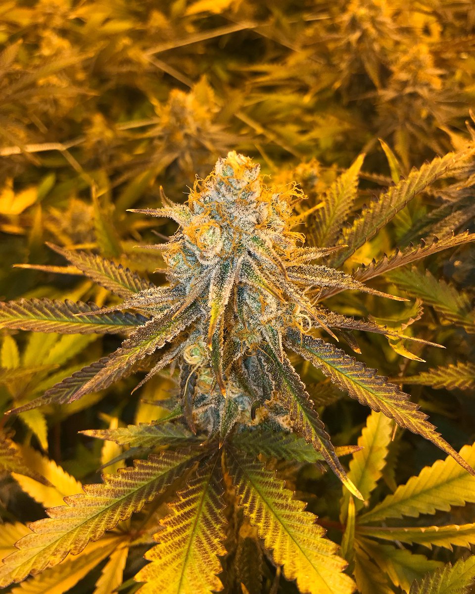 LOVING THIS DOLATO! This room is finishing up now so check back soon to find out when this flower hits shelves
.
.
.
.
.
.
.#mauiog #greasemonkey #colorsofcannabis #weedculture #cannasseur #cannabislove #cannalife #weedfeed #420allday #ganjalover #bayareaevents #sfgate #eastbay