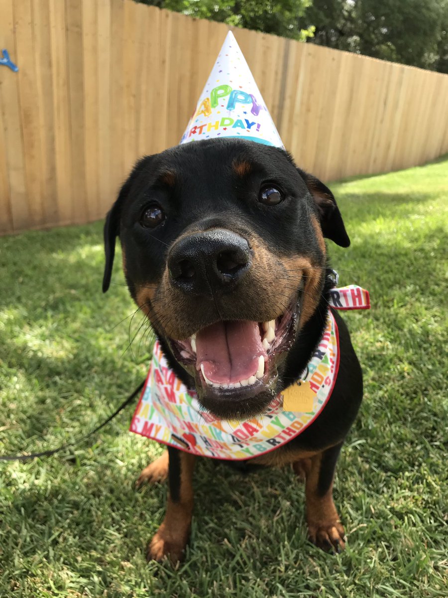 KhaleesiTheRottie tweet media