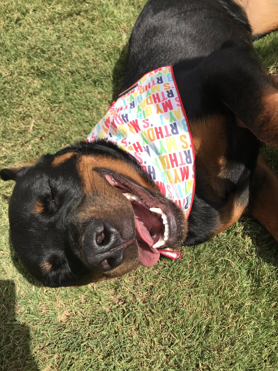 KhaleesiTheRottie tweet media