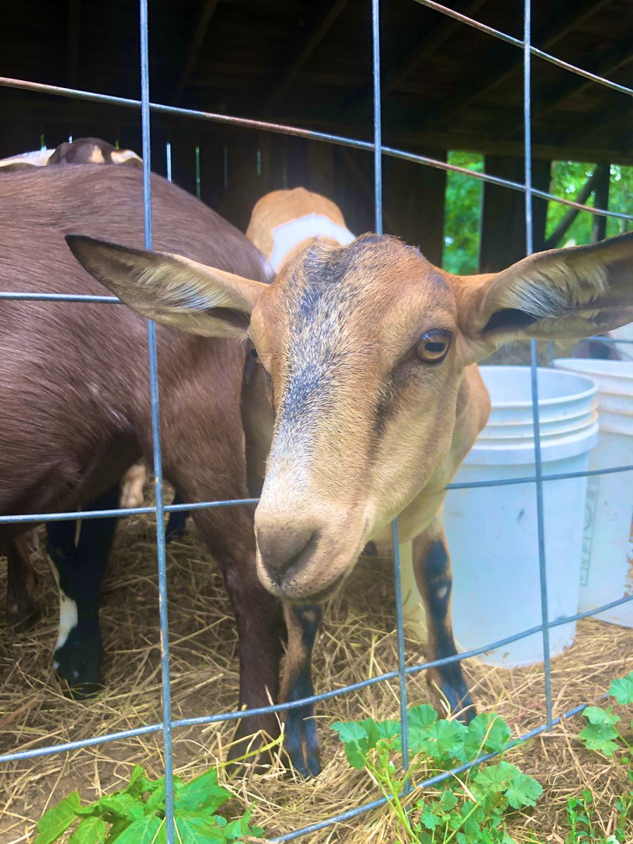 kschmidtmann1's tweet photo. @GeorgesMillFarm is a great example of sustainable agriculture and local business #PECFellows https://t.co/aGipkl4Ibb