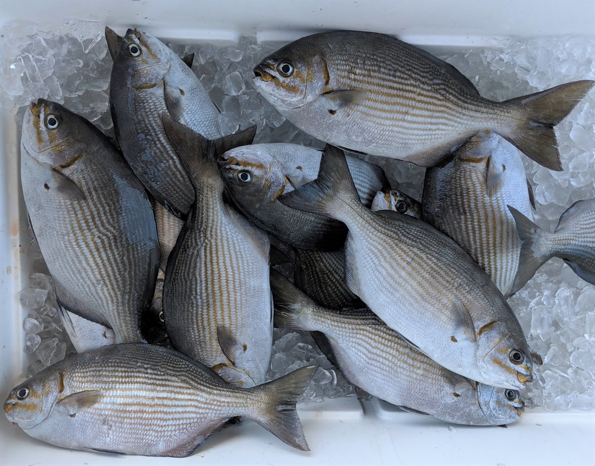 Ocean_Era's tweet photo. Just harvested ~450g Nenue from a 6-month growth trial on duckweed vs. tilapia feed. @F3Challenge #FishFreeFeed #AquacultureResearch https://t.co/lRiROJw7UV
