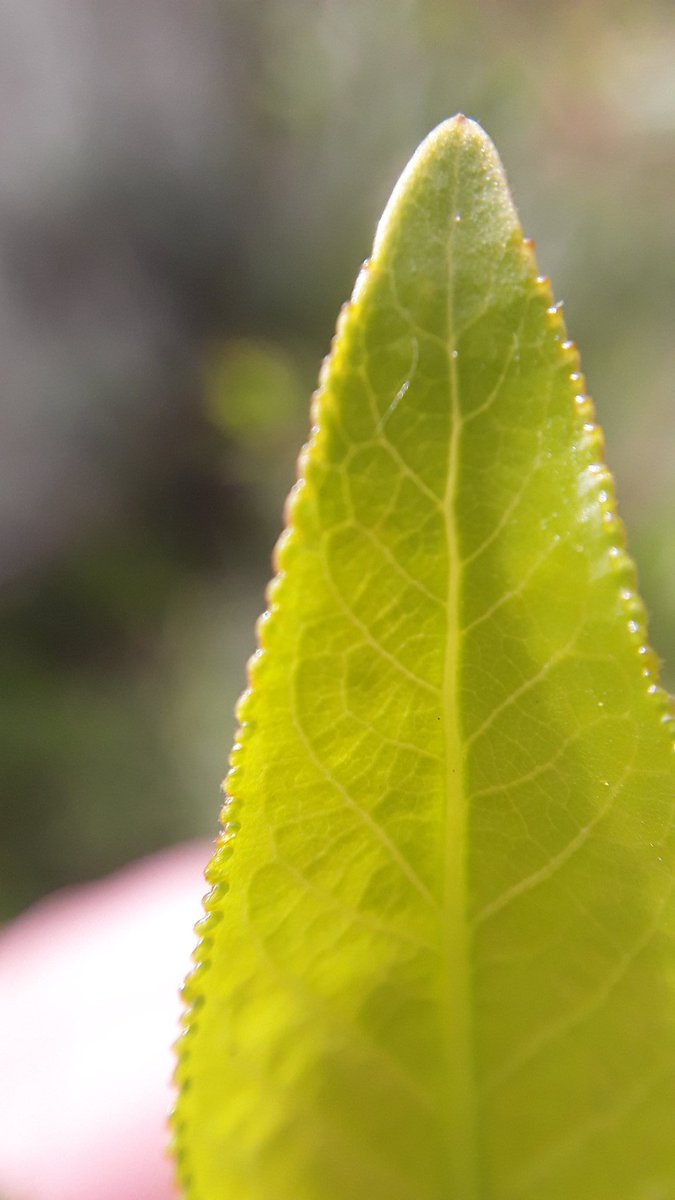 bluebirdfhsd's tweet photo. Thanks @NatGeoEducation for the macro lens for my phone! Soooo many classroom possibilities for #geoinquiry with this tool!!!!! #firstattempts #NatGeoEdInst https://t.co/EbUsSH5S17