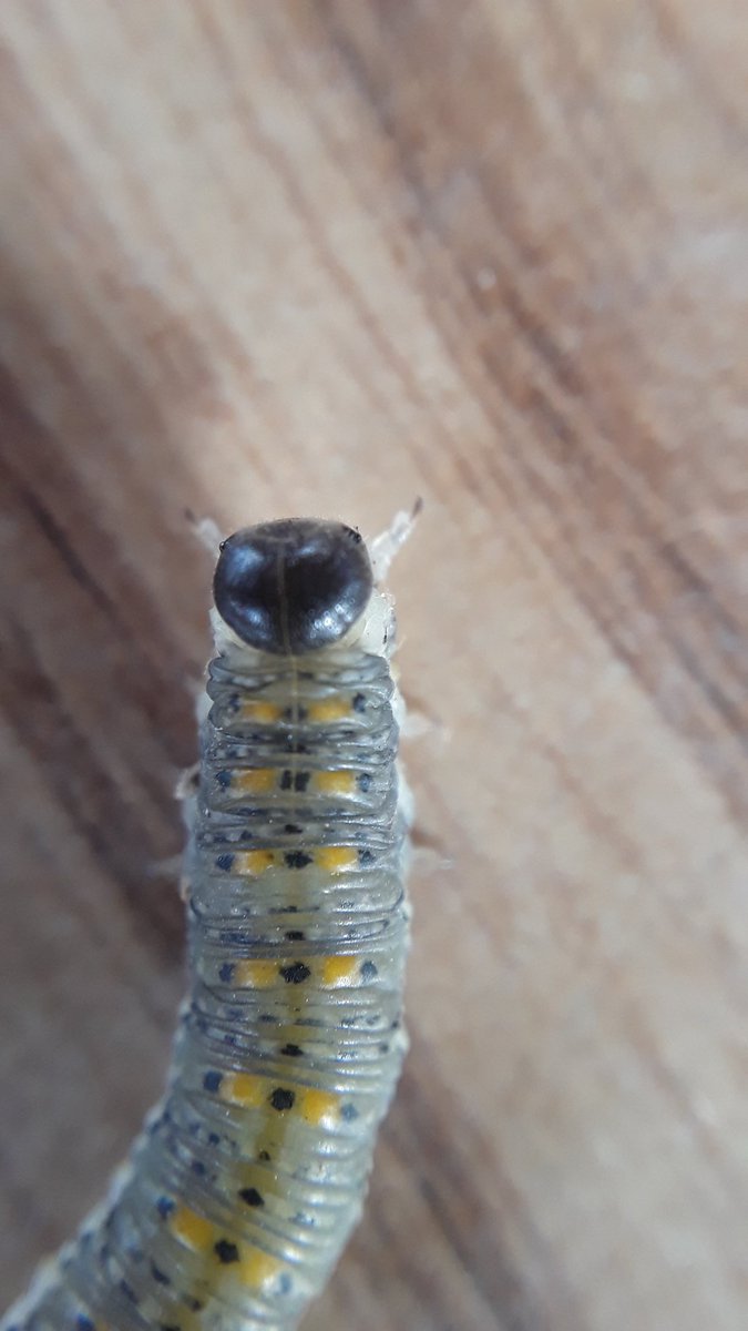 bluebirdfhsd's tweet photo. Thanks @NatGeoEducation for the macro lens for my phone! Soooo many classroom possibilities for #geoinquiry with this tool!!!!! #firstattempts #NatGeoEdInst https://t.co/EbUsSH5S17